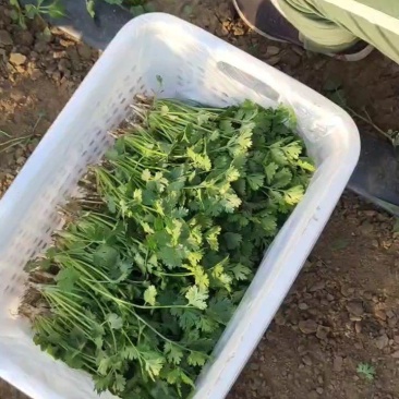 铁杆青香菜