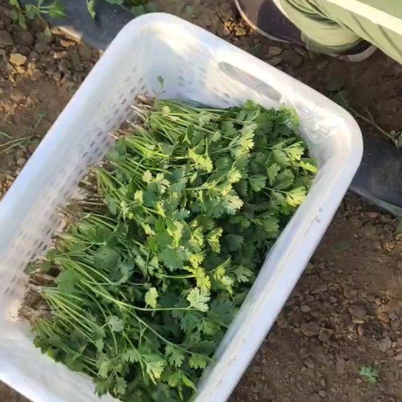 铁杆青香菜