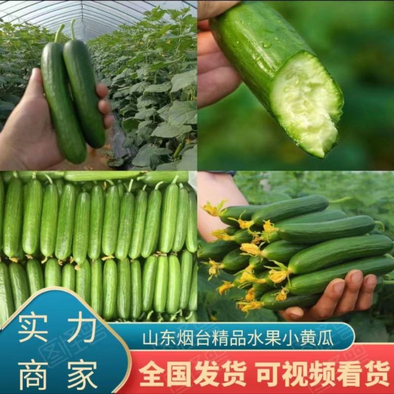 【牛商优选】山东水果黄瓜口感脆甜多汁对接电商商超