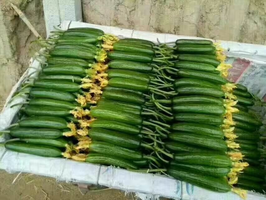 黄瓜与多种调料搭配摆放在桌面上,展示丰富的吃法可能性 黄瓜与多种调料搭配摆放在桌面上,展示丰富的吃法可能性