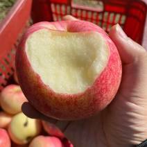 辽宁苹果精品乔纳金苹果大量上市规格齐全全国发货