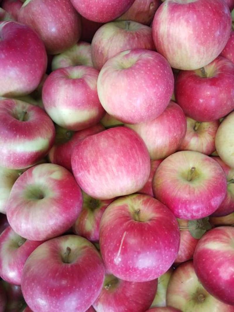 辽宁苹果精品乔纳金苹果大量上市规格齐全全国发货