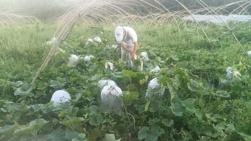 白皮冬瓜处理过程