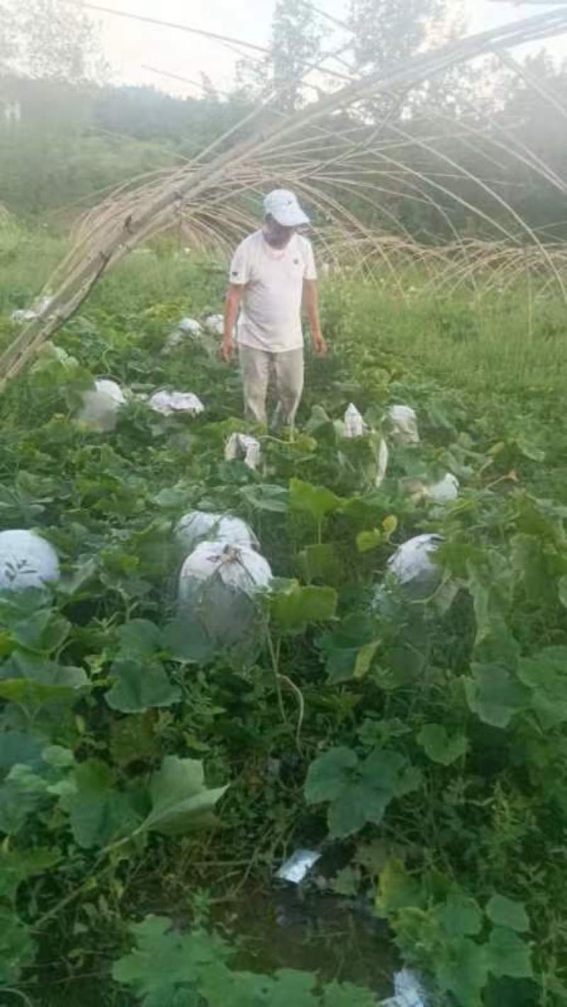四川冬瓜精品白皮冬瓜基地直供量大从优全国发货