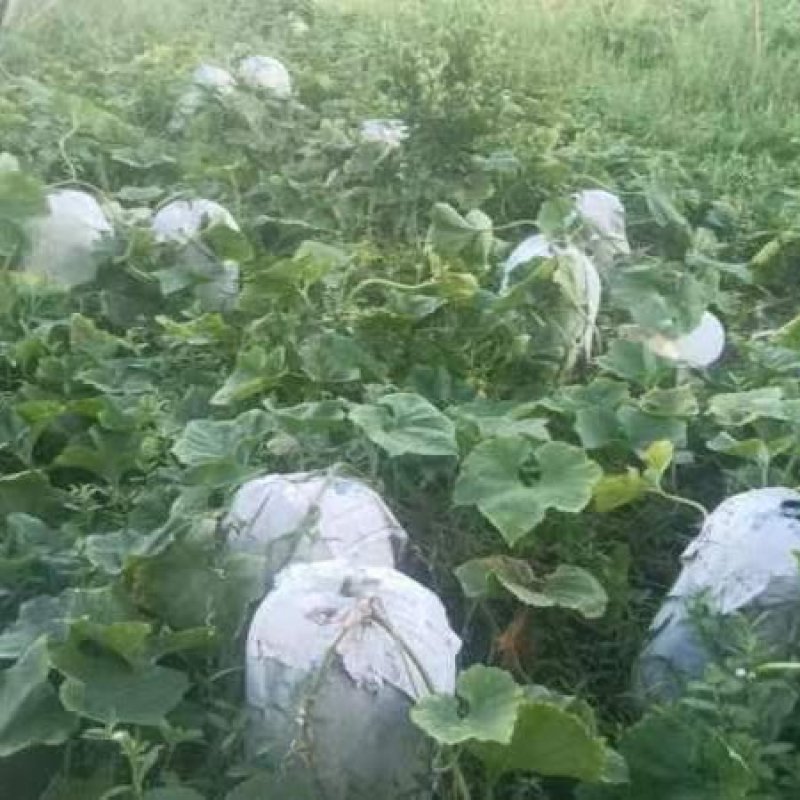四川冬瓜精品白皮冬瓜基地直供量大从优全国发货