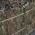 【青蒿】产地直销·量大从优·可预定规格·绵阳