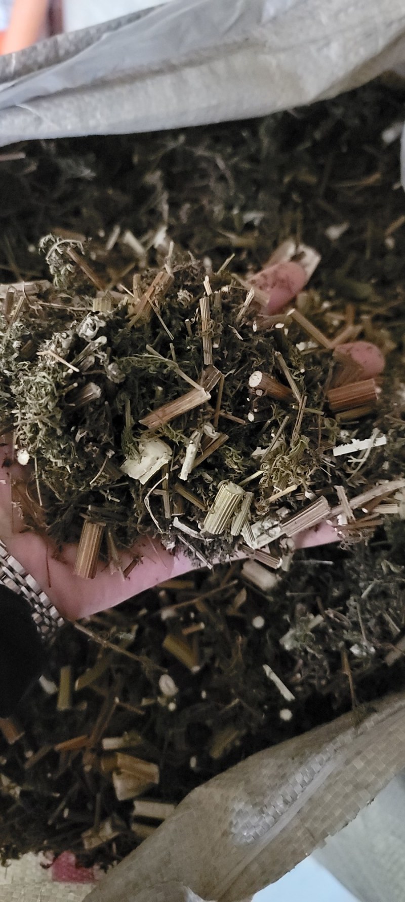 【青蒿】产地直销·量大从优·可预定规格·绵阳