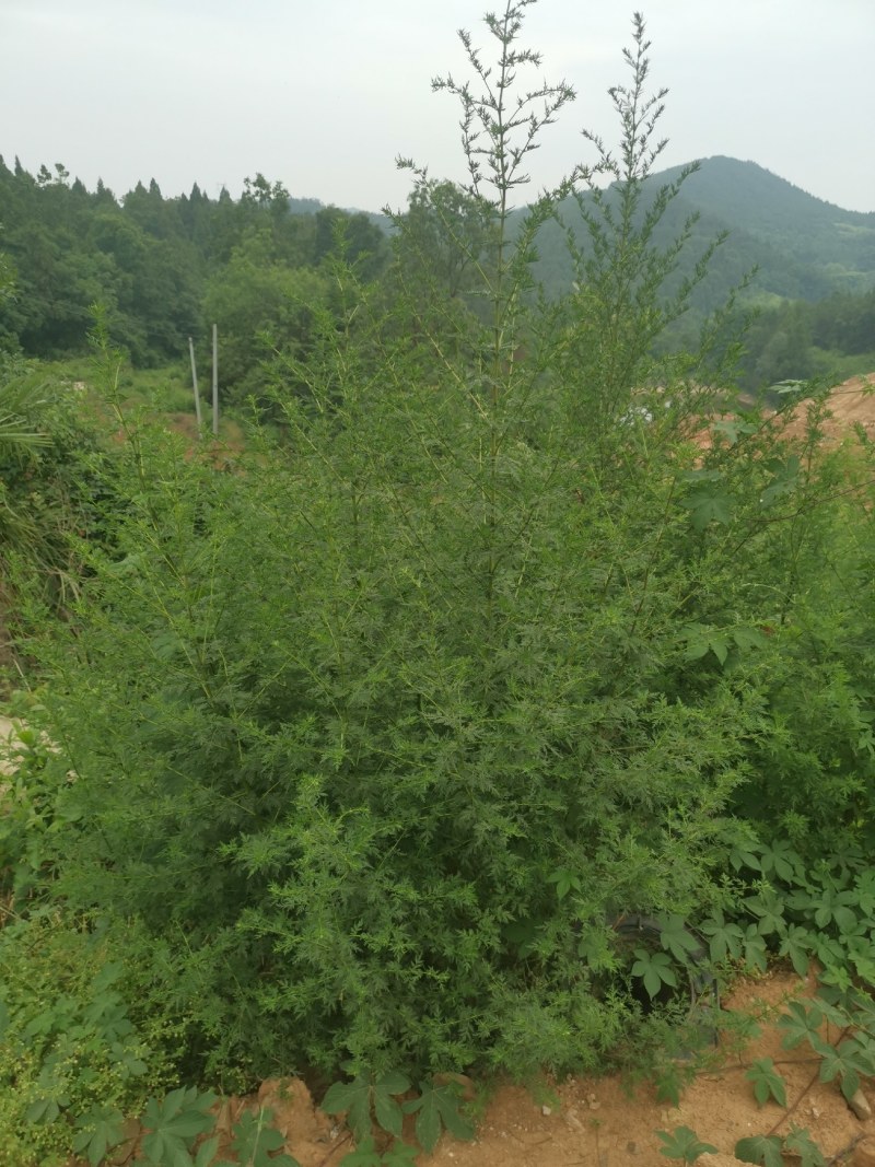 【青蒿】产地直销·量大从优·可预定规格·绵阳