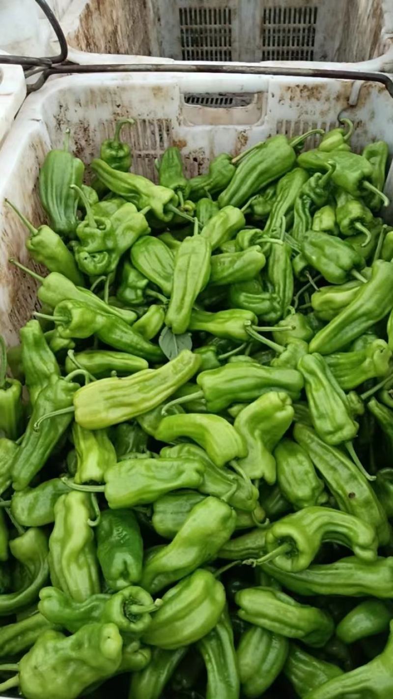 薄皮青椒，虎皮青椒