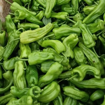 薄皮青椒，虎皮青椒