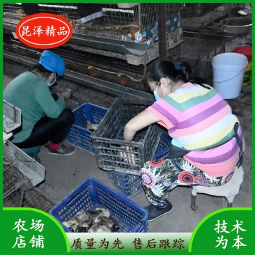 纯正草鸡苗,耐粗饲,疫苗齐全,伤亡率低,运输伤亡包赔