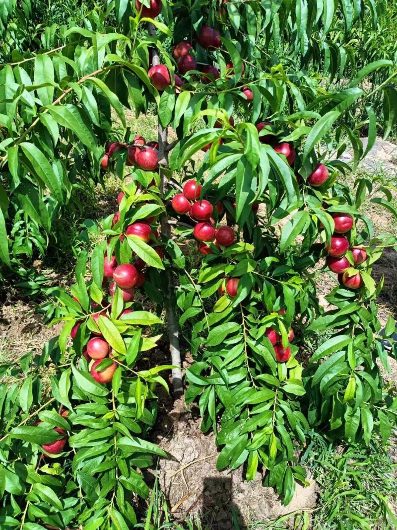 【推荐】陕西珍珠油桃精品桃大量上市全国发货