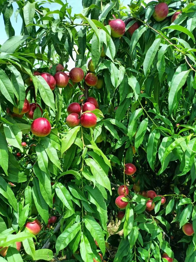 【推荐】陕西珍珠油桃精品桃大量上市全国发货