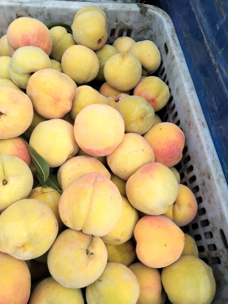 黄桃大量上市一天十万斤的量