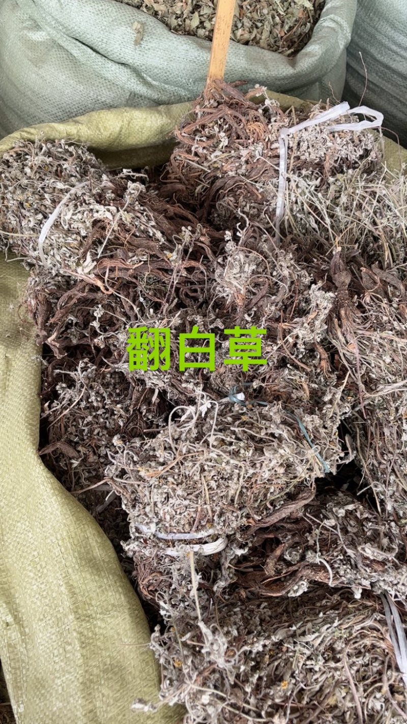 翻白草翻白草根纯根全草都有两种规格