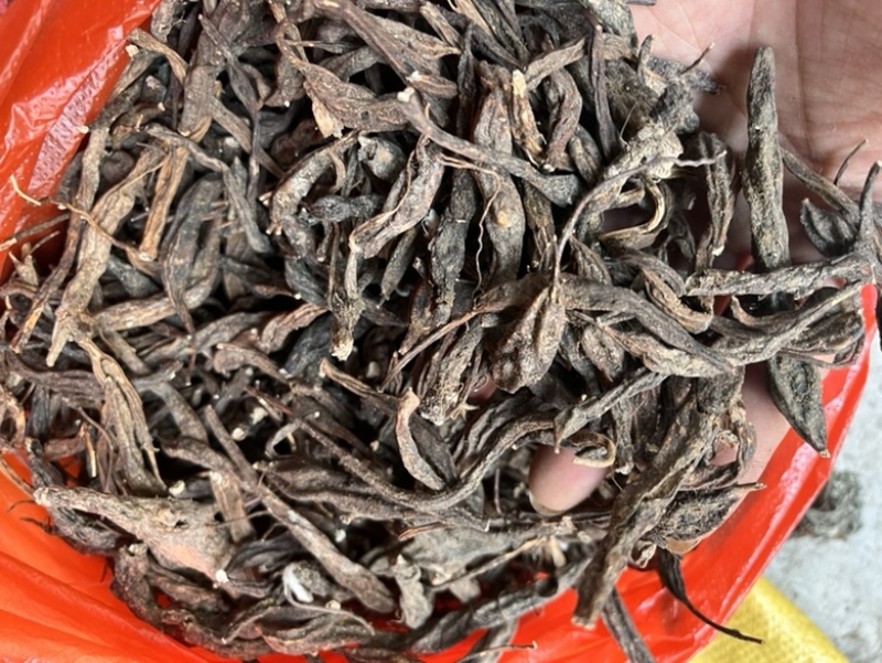 翻白草翻白草根纯根全草都有两种规格