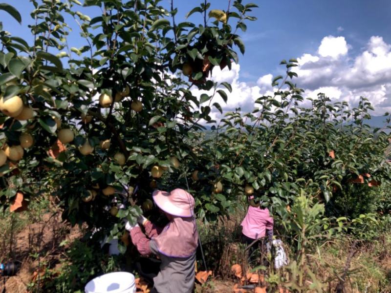 翠冠梨精品果6两以上纯甜脆多汁