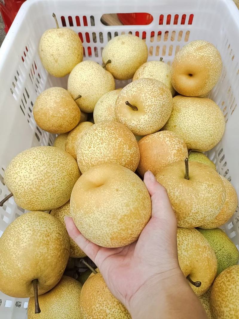 翠冠梨精品果6两以上纯甜脆多汁