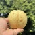水晶梨新鲜梨子精品6两以上大量上市现摘现发个大水分多