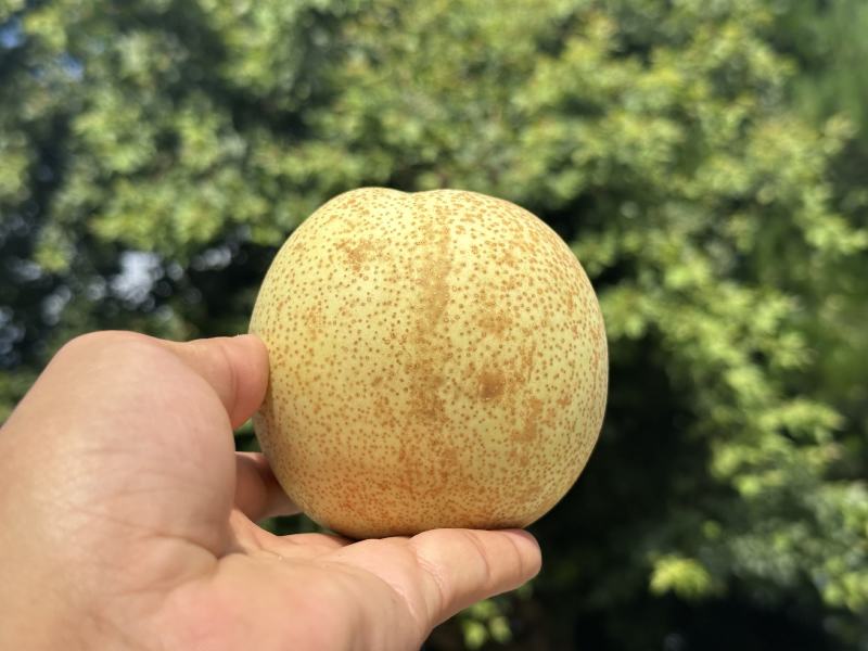 水晶梨新鲜梨子精品6两以上大量上市现摘现发个大水分多