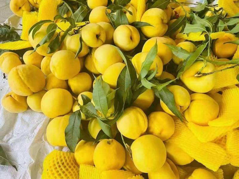 辽宁油桃精品中油8号黄桃大量上市产地直供全国发