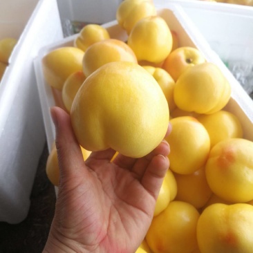 辽宁油桃精品中油8号黄桃大量上市产地直供全国发