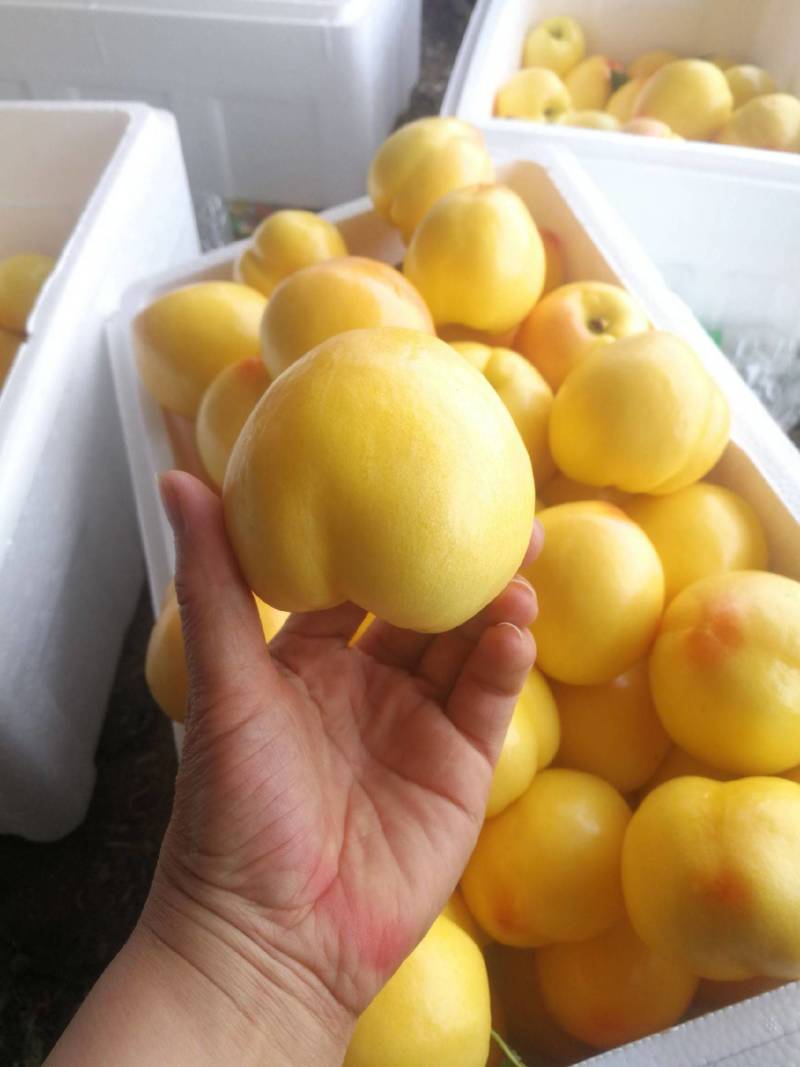 辽宁油桃精品中油8号黄桃大量上市产地直供全国发