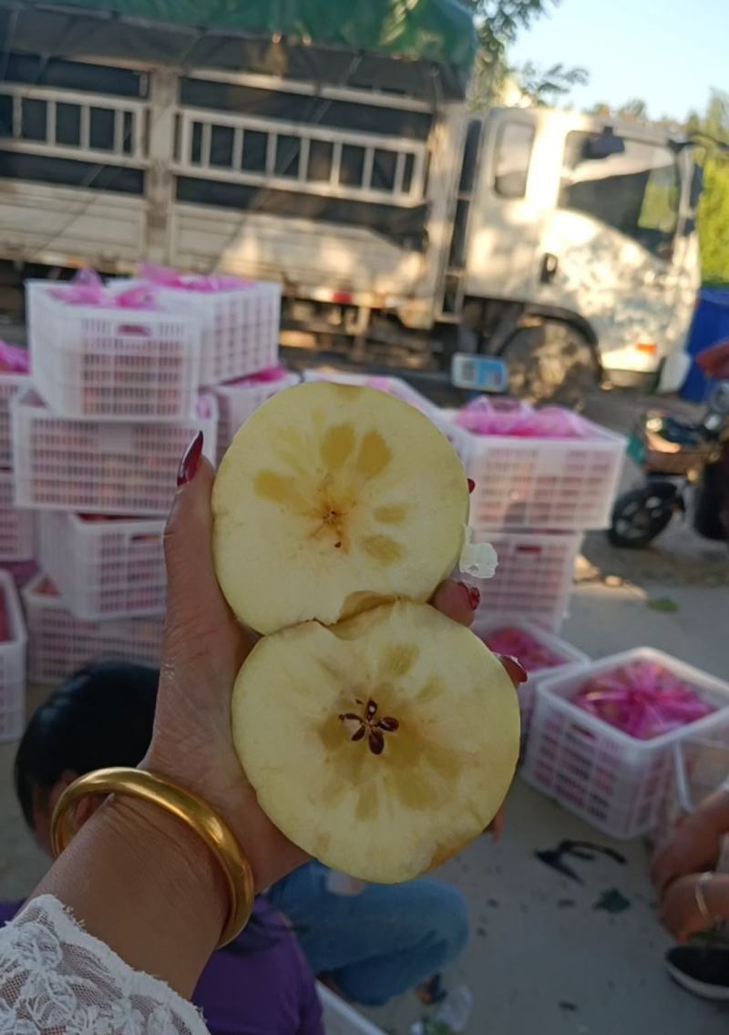 【山东美八苹果产地】价格行情大量上市！品质保证脆甜多汁