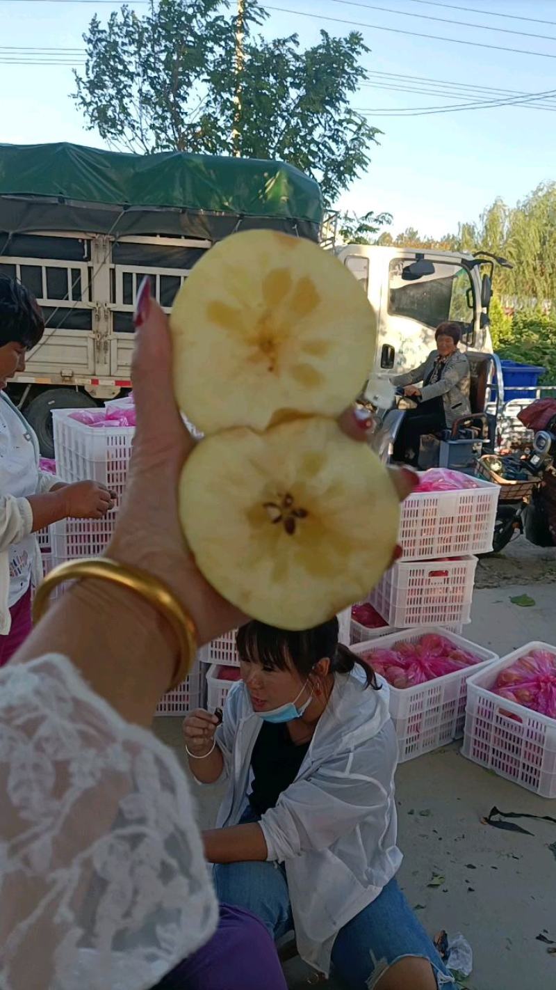 【山东美八苹果产地】价格行情大量上市！品质保证脆甜多汁