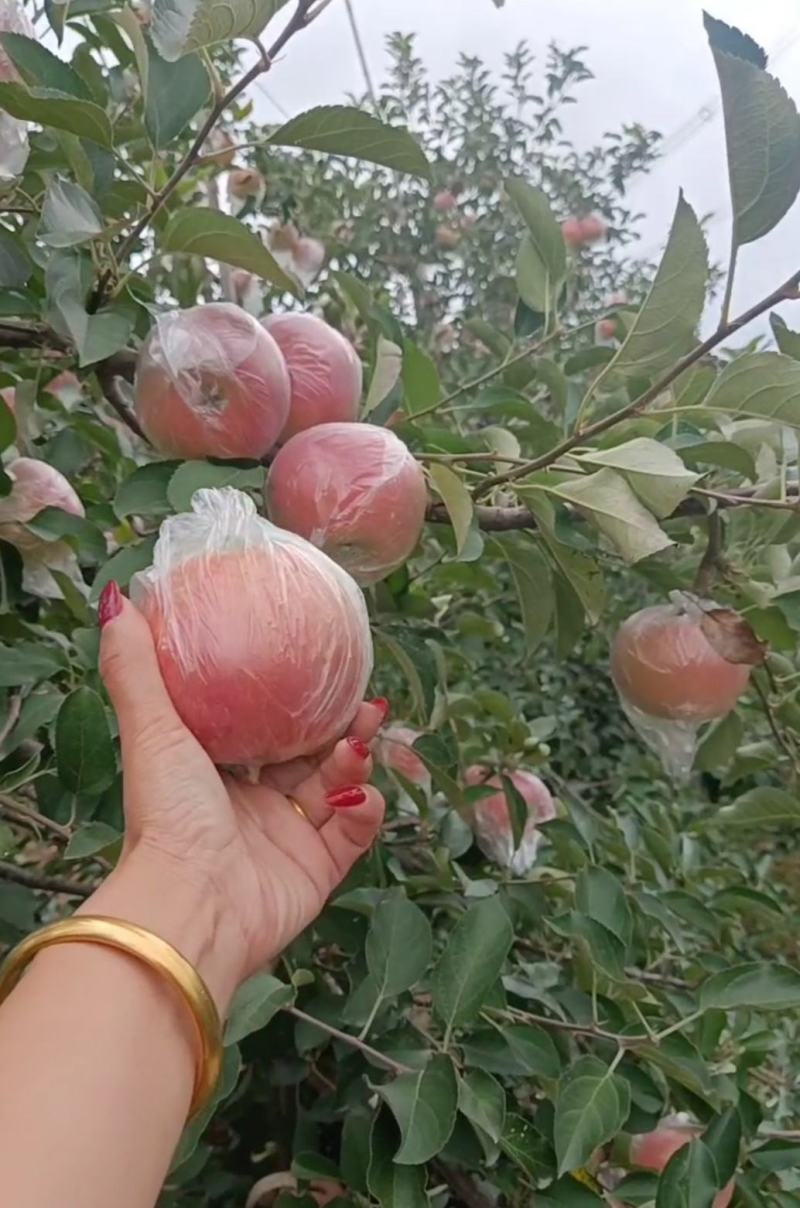 【山东美八苹果产地】价格行情大量上市！品质保证脆甜多汁