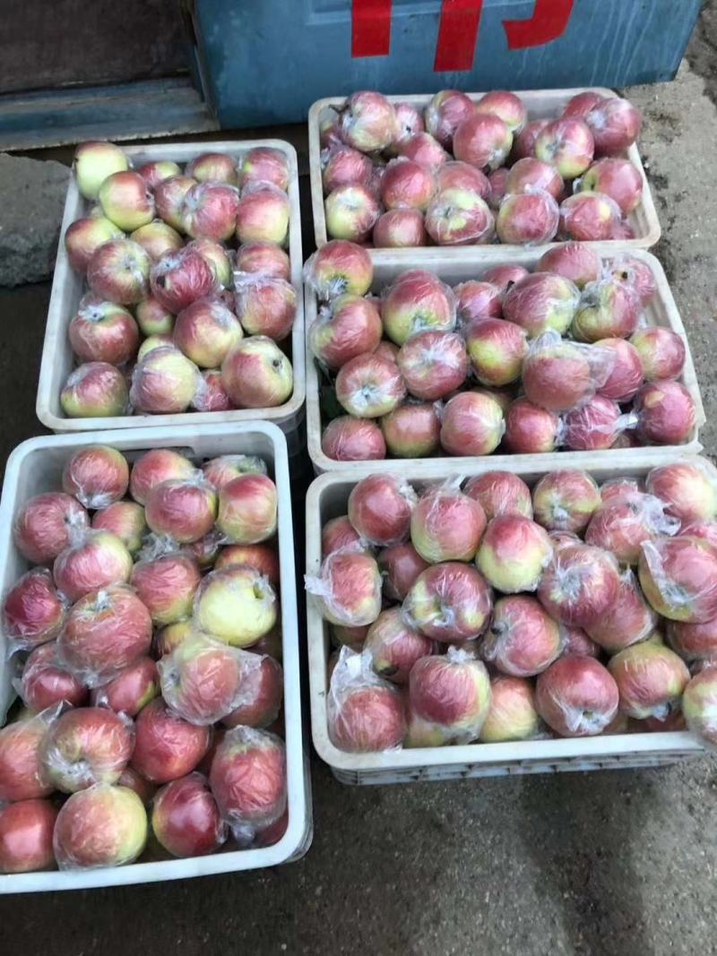 【山东美八苹果产地】价格行情大量上市！品质保证脆甜多汁