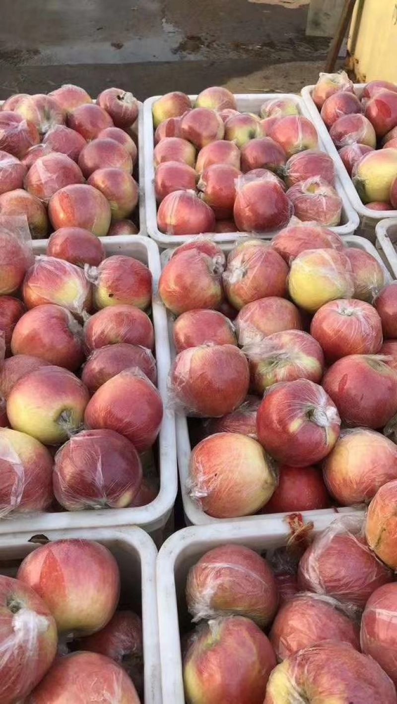 【山东美八苹果产地】价格行情大量上市！品质保证脆甜多汁