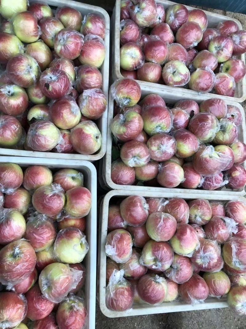 【山东美八苹果产地】价格行情大量上市！品质保证脆甜多汁