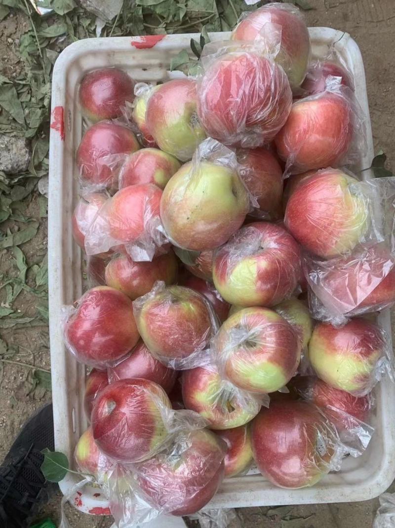 【山东美八苹果产地】价格行情大量上市！品质保证脆甜多汁