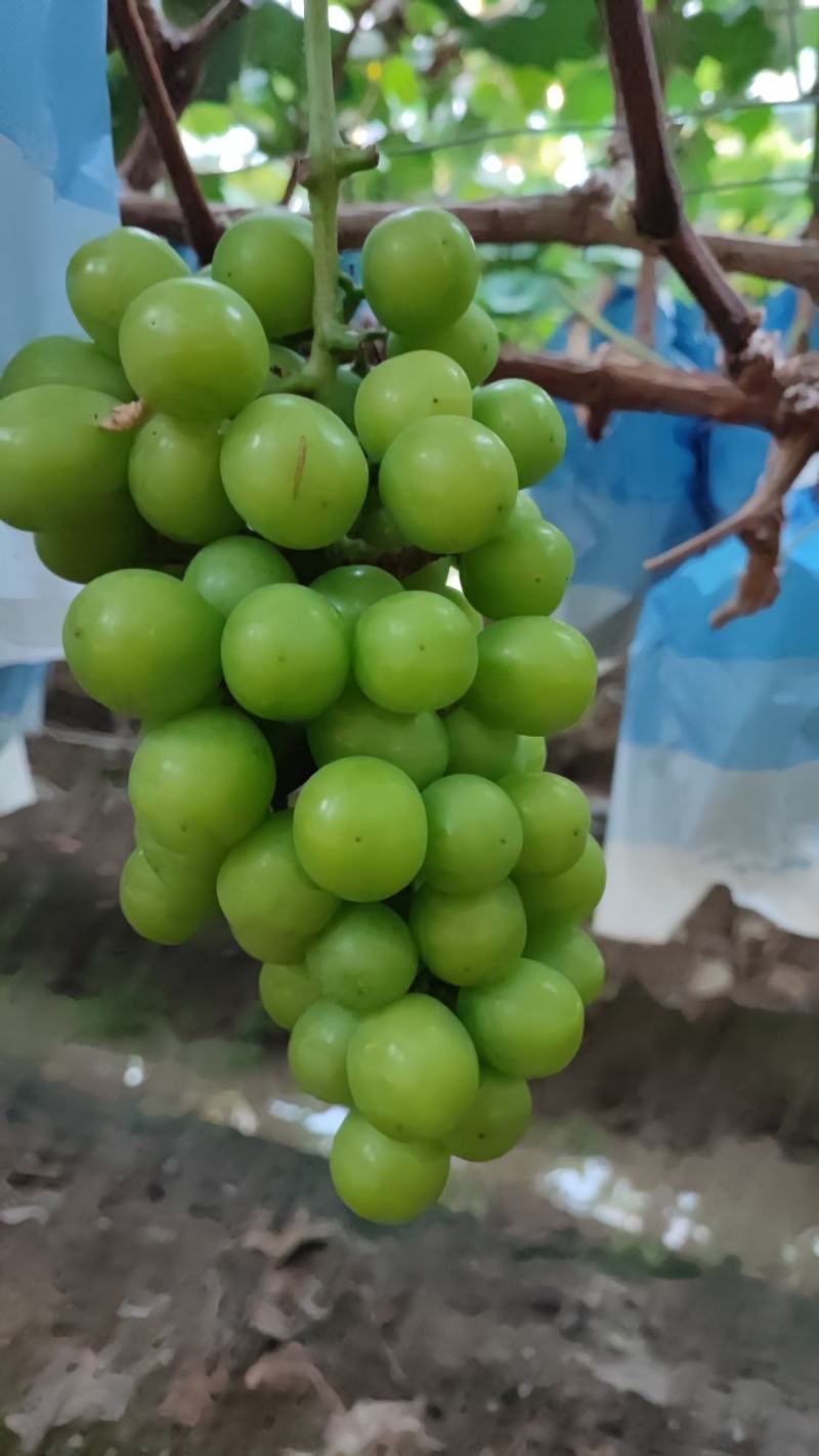 阳光玫瑰