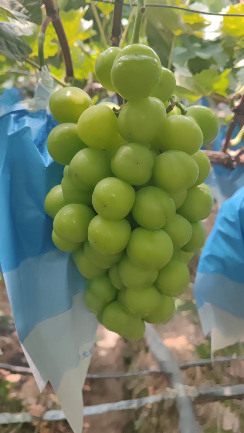 阳光玫瑰