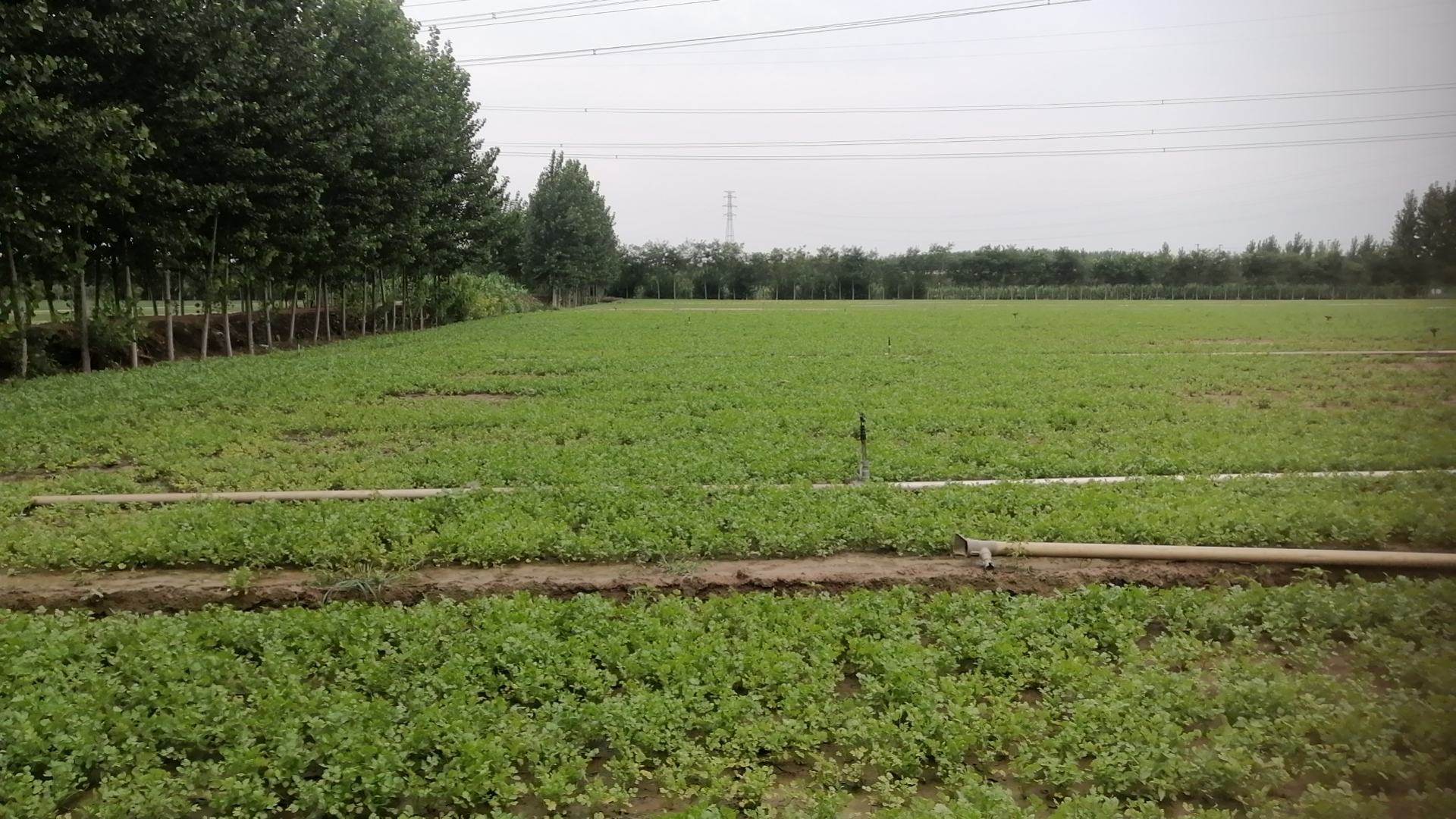 临漳香菜种植基地航拍图,展示广阔平整的农田及灌溉系统 临漳香菜种植基地航拍图