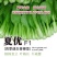 夏优四季速生青梗菜种子鸡毛菜种子耐湿抗热小青菜种子