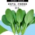 夏优四季速生青梗菜种子鸡毛菜种子耐湿抗热小青菜种子