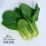 夏优四季速生青梗菜种子鸡毛菜种子耐湿抗热小青菜种子