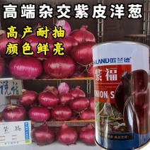 杂交紫皮洋葱种子欧兰德紫福高产中早熟耐抽苔高端紫洋葱种子