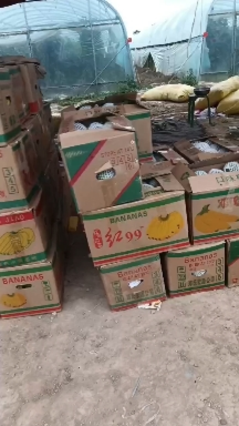 甜瓜