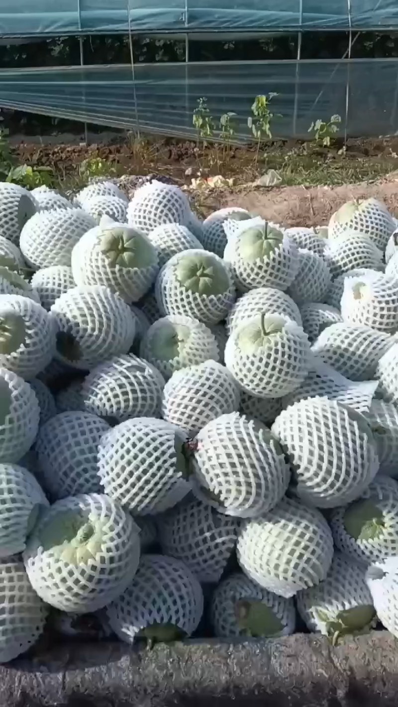 甜瓜