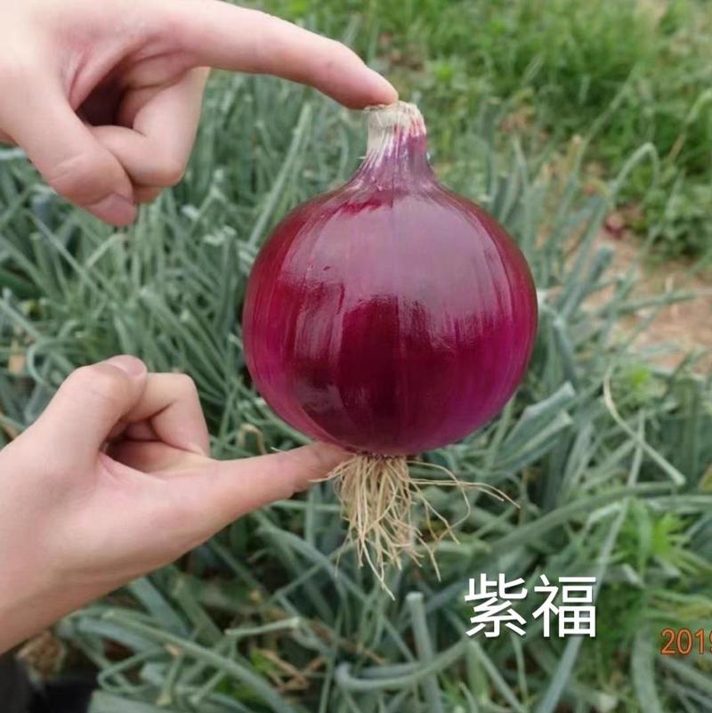 杂交紫皮洋葱种子欧兰德紫福高产中早熟耐抽苔高端紫洋葱种子