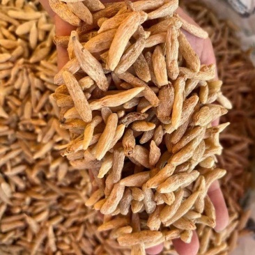 B厂特大号麦冬