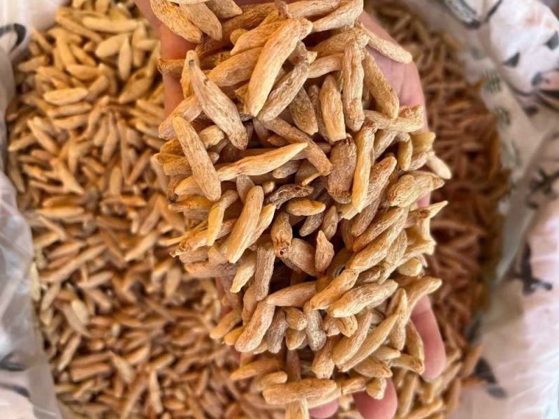B厂特大号麦冬