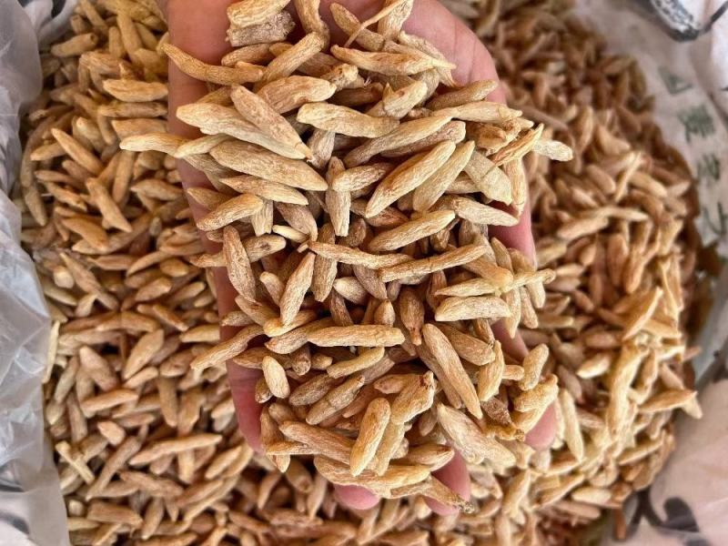 B厂特大号麦冬