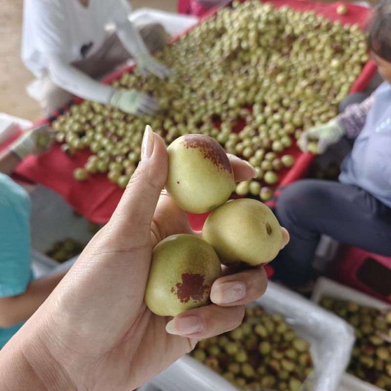 云南牛奶冬枣，糖度30+，基地直采，量大价格更美丽