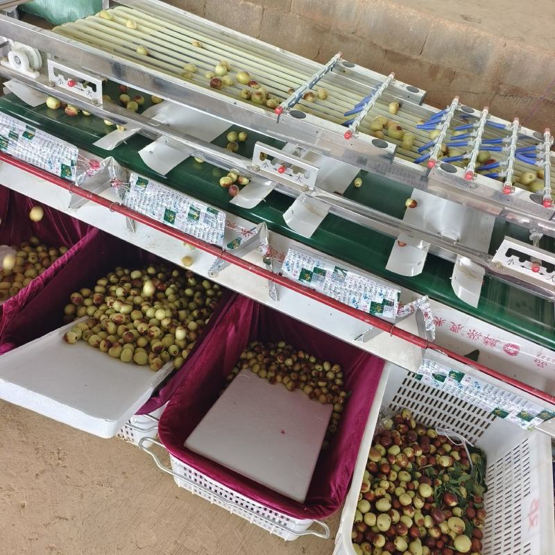 云南牛奶冬枣，糖度30+，基地直采，量大价格更美丽