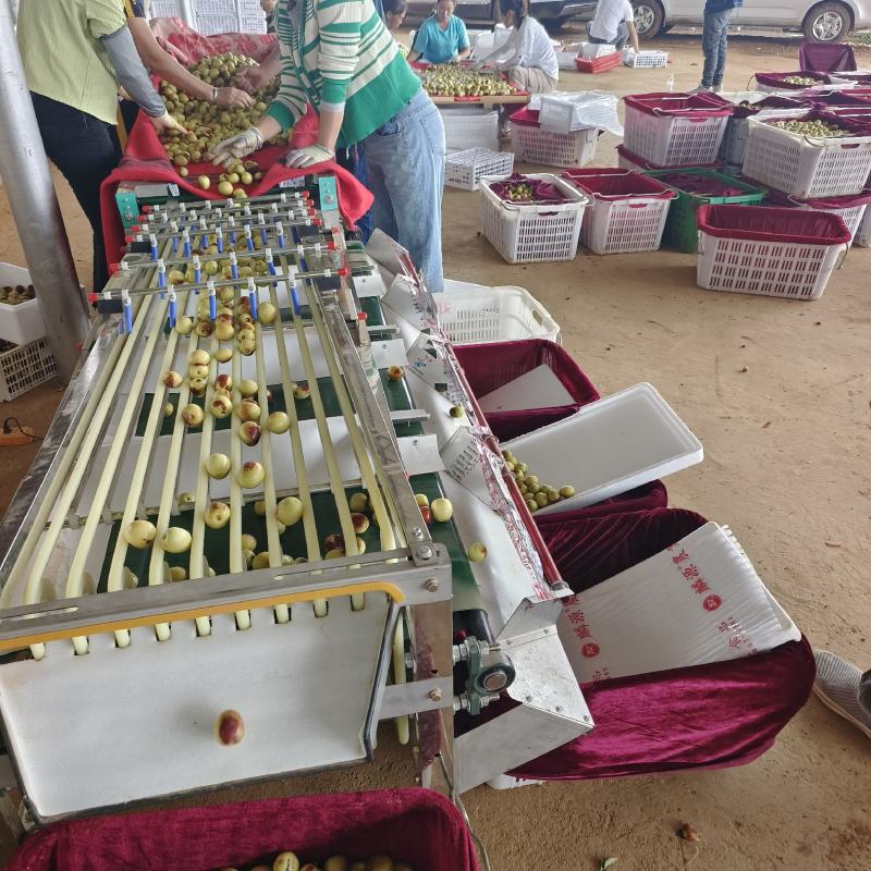 云南牛奶冬枣，糖度30+，基地直采，量大价格更美丽